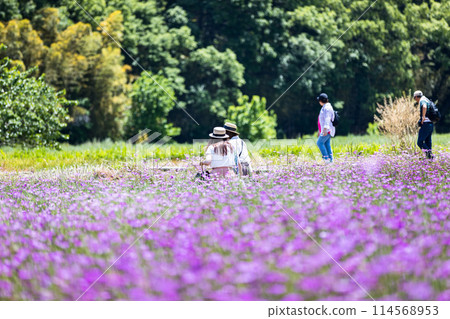 Poppy Happy Square, Konosu City, Saitama Prefecture, Wheat Nadeshiko Poppy Happy Square, Konosu City, Saitama Prefecture, Wheat Nadeshiko 114568953