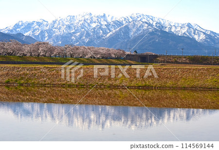 Asahi-cho, Toyama Prefecture, Asahi-funakawa River, cherry blossoms and the Tateyama mountain range Asahi-cho, Toyama Prefecture, Asahi-funakawa River, cherry blossoms and the Tateyama mountain range 114569144