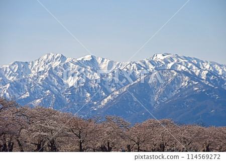 富山縣旭町旭船川、櫻花和立山連峰 114569272