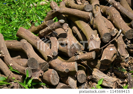 Image of firewood (for camping, etc.) Image of firewood (for camping, etc.) 114569415
