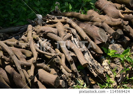 Image of firewood (for camping, etc.) Image of firewood (for camping, etc.) 114569424