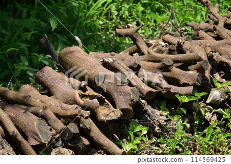 Image of firewood (for camping, etc.) Image of firewood (for camping, etc.) 114569425