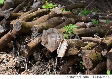 柴火圖像(CAMP:用於露營等) 柴火圖像(CAMP:用於露營等) 114569433