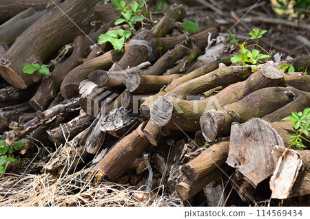 柴火圖像（CAMP：用於露營等） 114569434