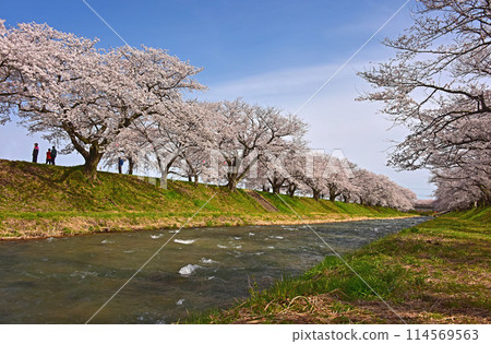 富山縣旭町旭船川沿岸的櫻花樹 富山縣旭町旭船川沿岸的櫻花樹 114569563