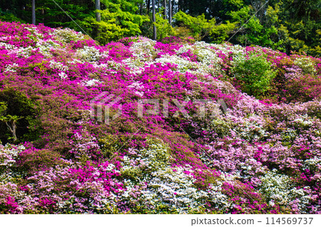 【京都風景】三室戶寺杜鵑花園就像畫中的世界 114569737