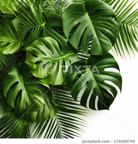 Monstera leaves leaves with Isolate on white background Leaves on white 114569749