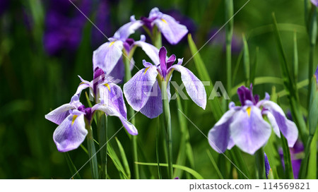 美麗的日本鳶尾（日本鳶尾） 114569821