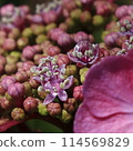  hydrangea 114569829