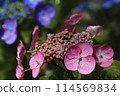  hydrangea 114569834