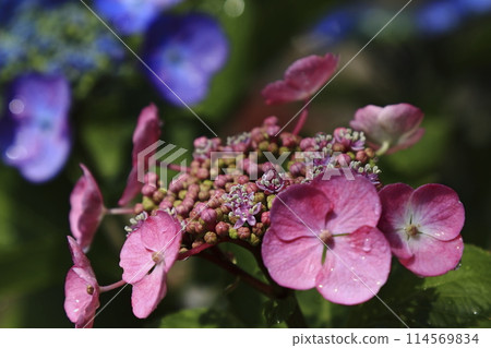  hydrangea 114569834