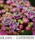  hydrangea 114569836