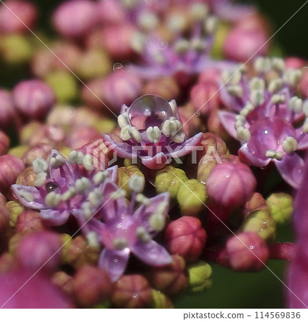 hydrangea hydrangea 114569836