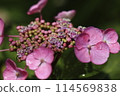  hydrangea 114569838