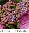 hydrangea 114569840