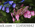 hydrangea 114569842