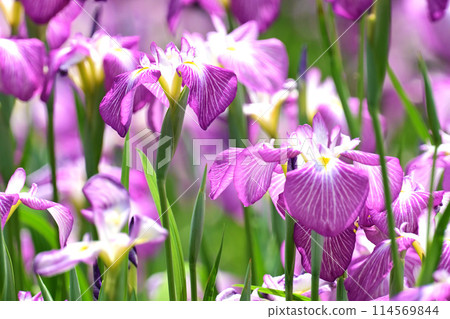 Beautiful Japanese iris (Japanese iris) 114569844