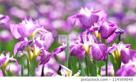 Beautiful Japanese iris (Japanese iris) 114569849