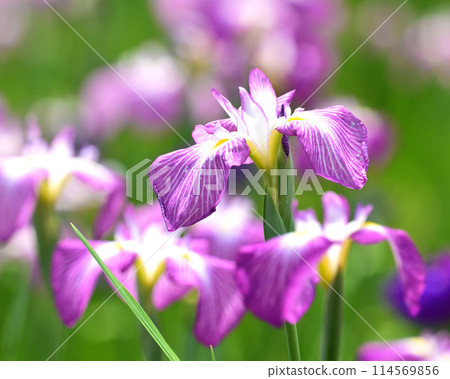 Beautiful Japanese iris (Japanese iris) 114569856