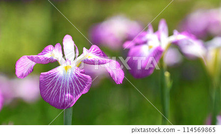 Beautiful Japanese iris (Japanese iris) Beautiful Japanese iris (Japanese iris) 114569865