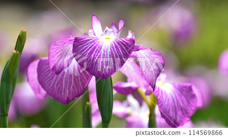 Beautiful Japanese iris (Japanese iris) Beautiful Japanese iris (Japanese iris) 114569866