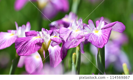 Beautiful Japanese iris (Japanese iris) Beautiful Japanese iris (Japanese iris) 114569867