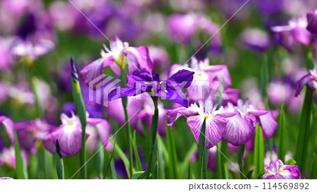 Beautiful Japanese iris (Japanese iris) Beautiful Japanese iris (Japanese iris) 114569892