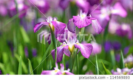 Beautiful Japanese iris (Japanese iris) Beautiful Japanese iris (Japanese iris) 114569893