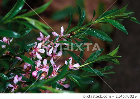 Pink almond blossoms with water droplets on graceful tree branches against lush green foliage. Capturing springs arrival, exuding tranquility and natural beauty in a serene setting. Pink almond blossoms with water droplets on graceful tree branches against lush green foliage. Capturing springs arrival, exuding tranquility and natural beauty in a serene setting. 114570029