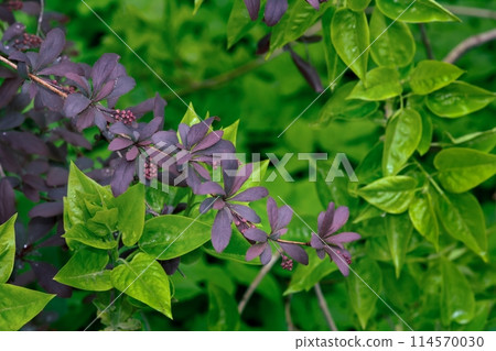 Close-up of the branches of a purple leaf barberry shrub with green leaves in the background. Close-up of the branches of a purple leaf barberry shrub with green leaves in the background. 114570030