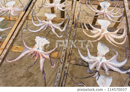 Octopuses dries on a net 114570037