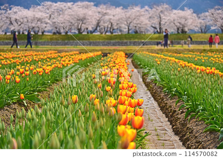 Asahi-cho, Toyama Prefecture, Asahi-funakawa, cherry blossoms and tulips Asahi-cho, Toyama Prefecture, Asahi-funakawa, cherry blossoms and tulips 114570082