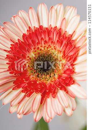 Yellow - pink gerberas on a light gray background Yellow - pink gerberas on a light gray background 114570151