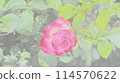 Dark pink roses 114570622
