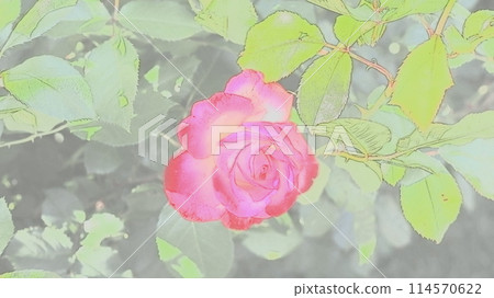 Dark pink roses 114570622