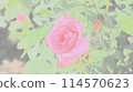 Dark pink roses 114570623