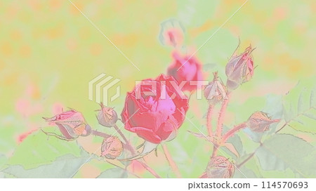 A red rose 114570693