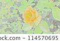 Yellow rose 114570695