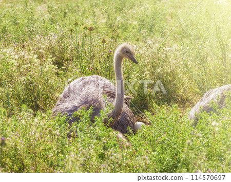 Male African ostrich in nest sitting on the eggs until they hatch 114570697