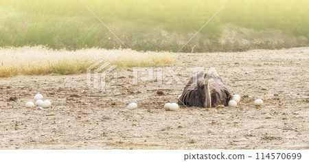 Male African ostrich in nest sitting on the eggs until they hatch Male African ostrich in nest sitting on the eggs until they hatch 114570699