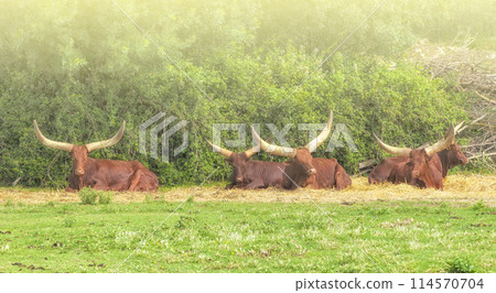 Herd of Buffalo resting near the trees on soft sunlight Herd of Buffalo resting near the trees on soft sunlight 114570704