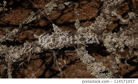 A beautiful branch of an old tree densely covered with moss and lichen. Close-up of large colonies of lichen on a tree branch in the forest. Lichen concept close up. A beautiful branch of an old tree densely covered with moss and lichen. Close-up of large colonies of lichen on a tree branch in the forest. Lichen concept close up. 114571057