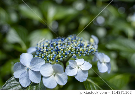 繡球花繡球花 繡球花繡球花 114571102