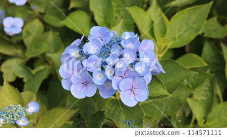 藍色繡球花 藍色繡球花 114571111