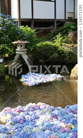 漂浮在池塘裡的繡球花 雨引觀音 雨引山 樂寶寺 114571191