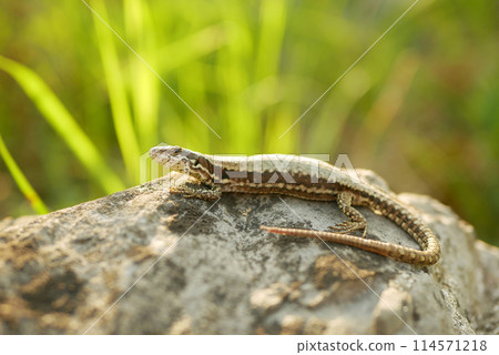 Podarcis muralis common wall lizard close-up European stone on sand reptile detail grass steppe and stones motion mighty rare on rock searching prey, wild endangered species small Europe Podarcis muralis common wall lizard close-up European stone on sand reptile detail grass steppe and stones motion mighty rare on rock searching prey, wild endangered species small Europe 114571218