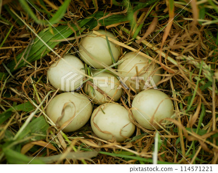 Pheasant common Phasianus colchicus bird nest eggs, young female sitting, hidden in bush ornithological observation, animal species meadow grass floodplain forest, landscape nature, refuge egg, Europe Pheasant common Phasianus colchicus bird nest eggs, young female sitting, hidden in bush ornithological observation, animal species meadow grass floodplain forest, landscape nature, refuge egg, Europe 114571221