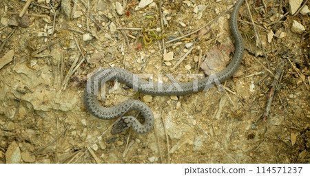 Smooth snake wild Coronella austriaca on sand reptile grass steppe and stones slow motion mighty rare juvenile crawling on rock searching prey, endangered species protected by law animal, Europe 114571237