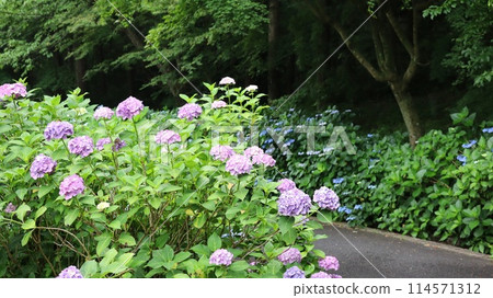 繡球花盛開在雨季的清除 114571312