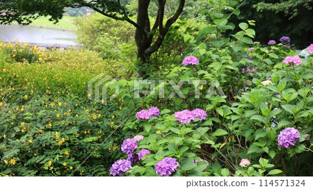 繡球花盛開在池塘邊 114571324
